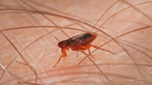 How to Identify Fleas