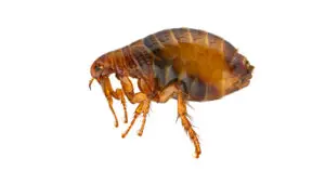 Human Fleas (Pulex Irritans)