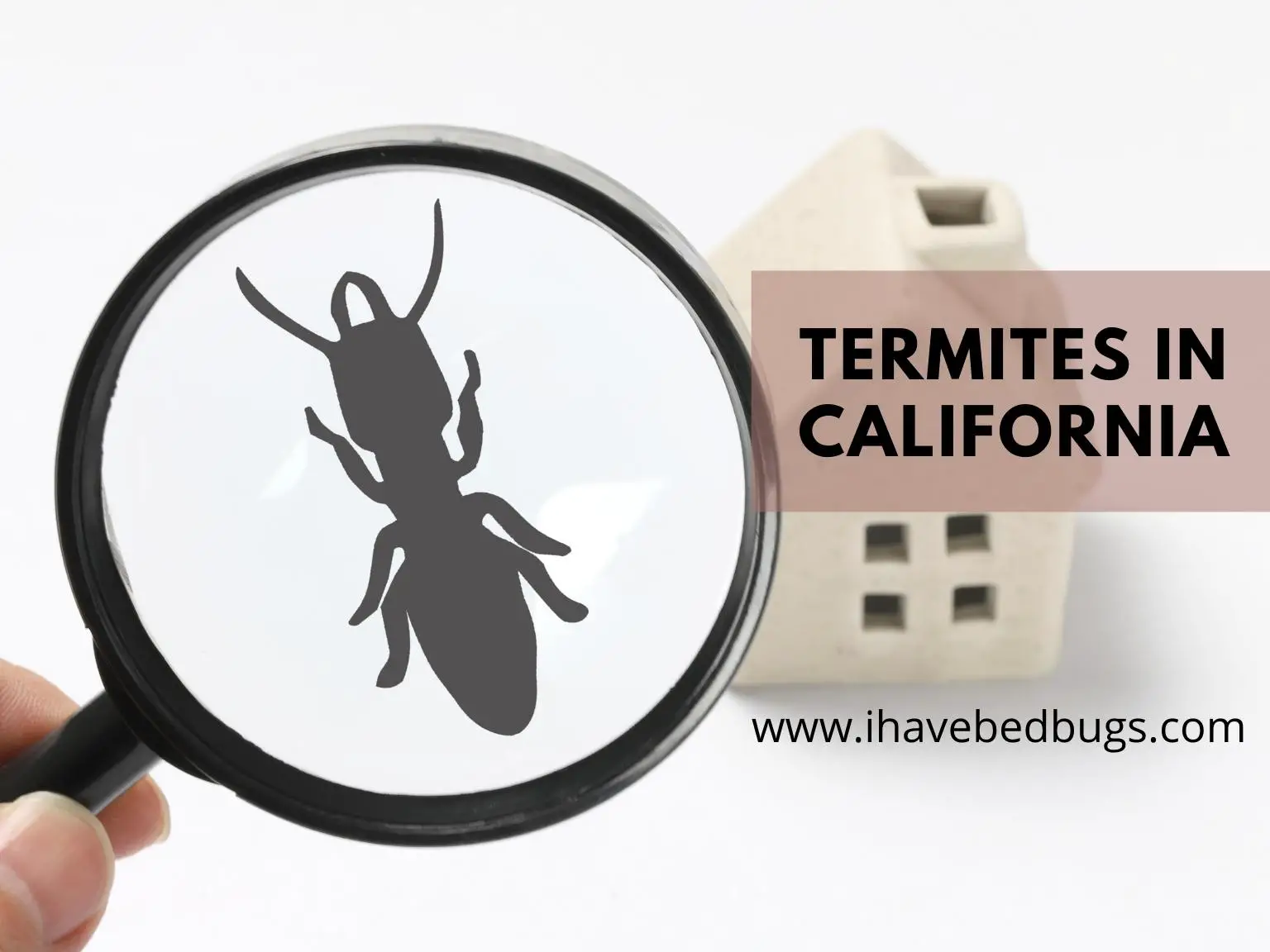 Termites-In-California