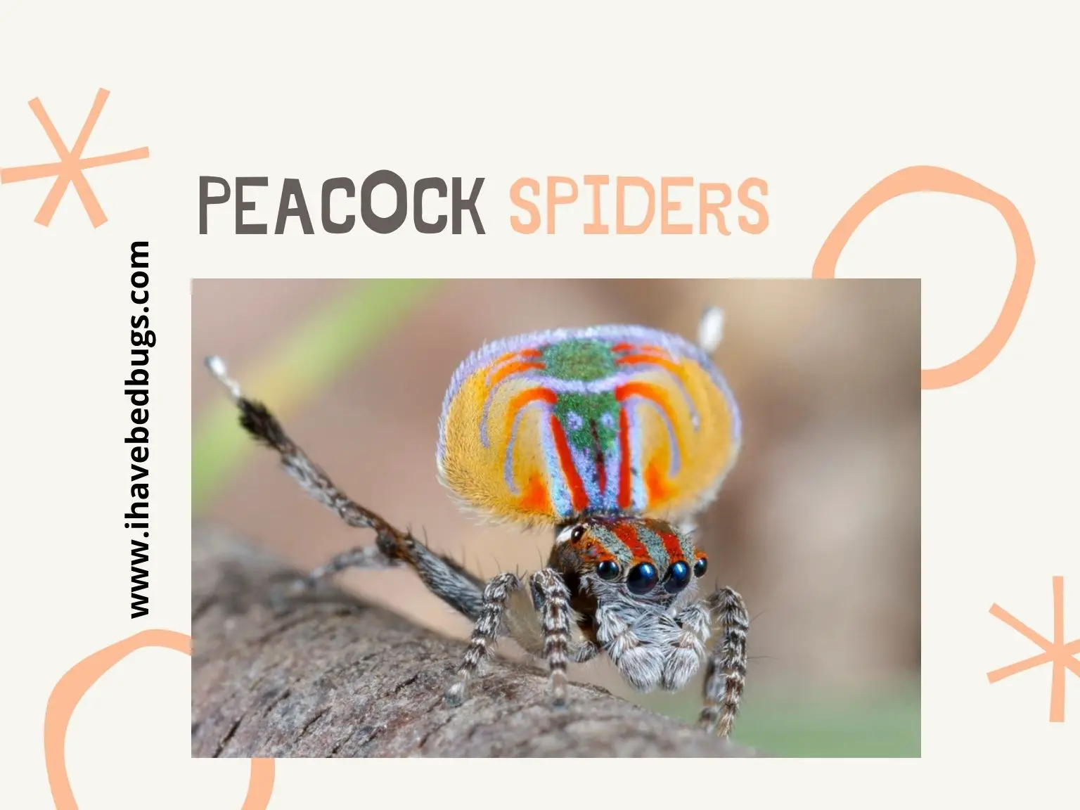 Peacock-Spiders