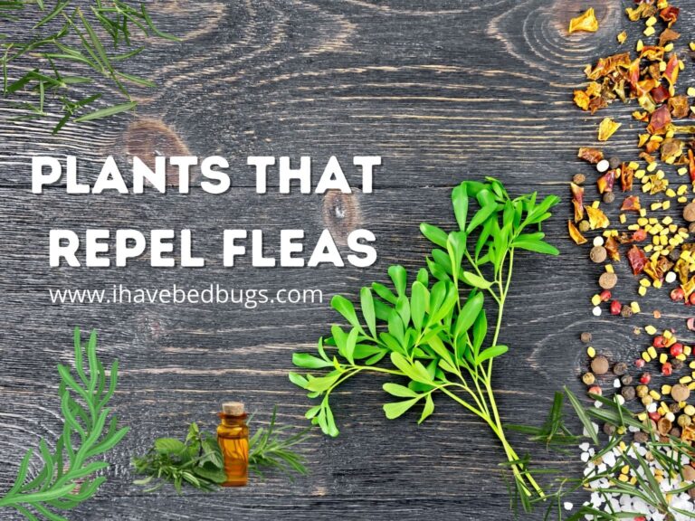 Plants That Repel Fleas Get the Facts Ultimate Guide