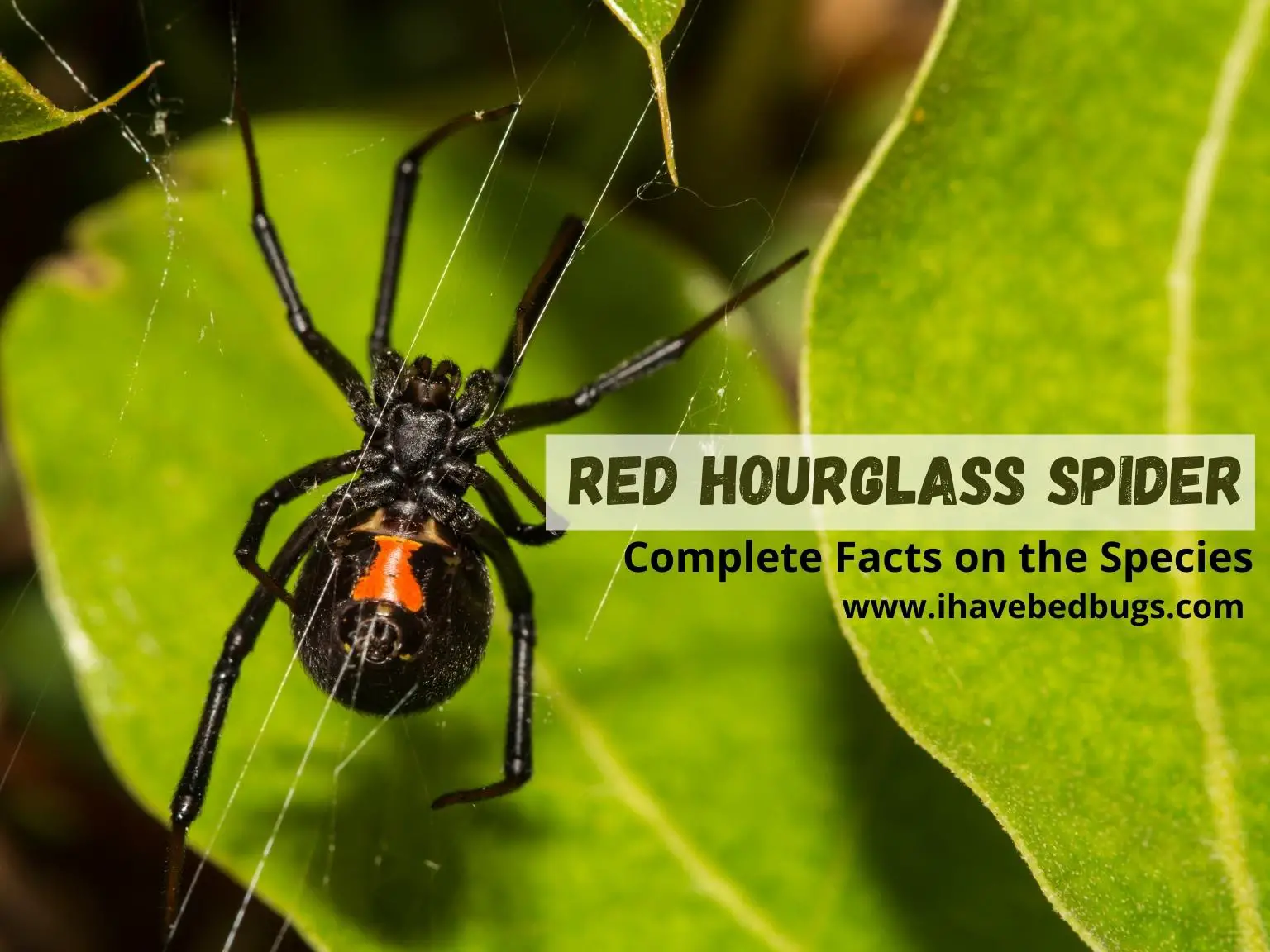 Red-Hourglass-Spider