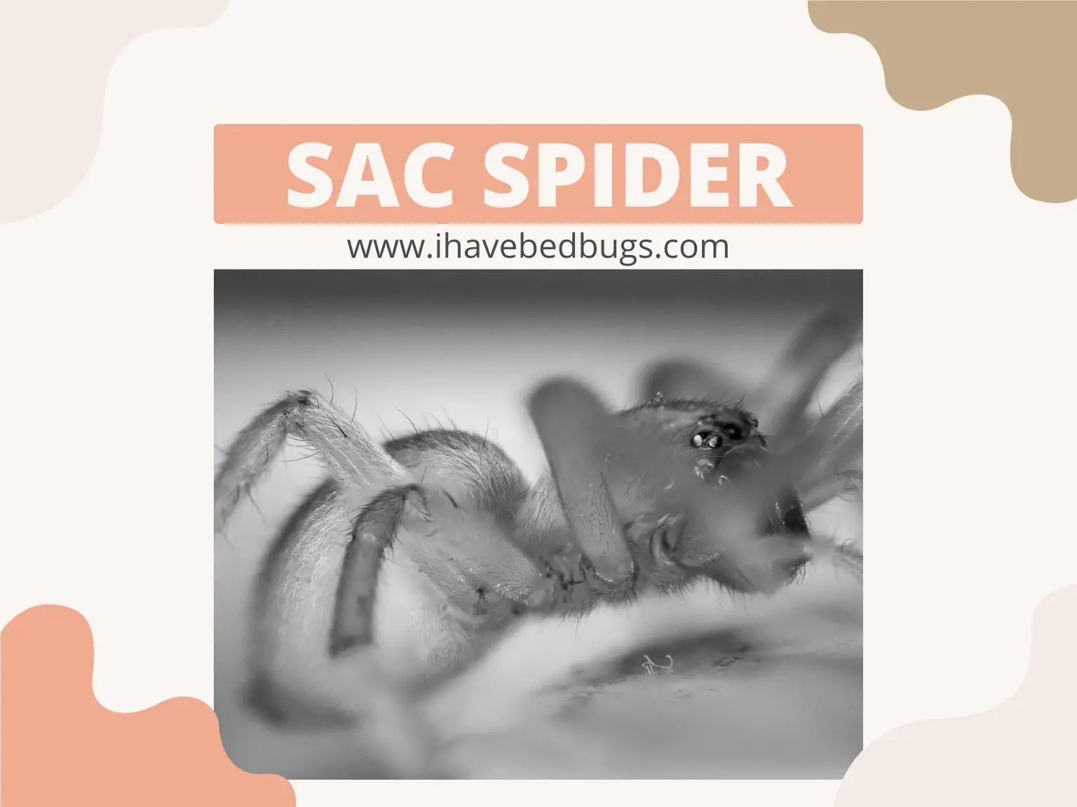 SAC-Spider