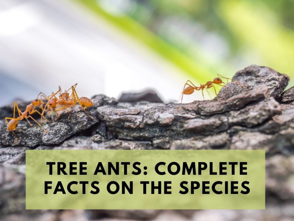 Tree Ants Complete Facts On The Species
