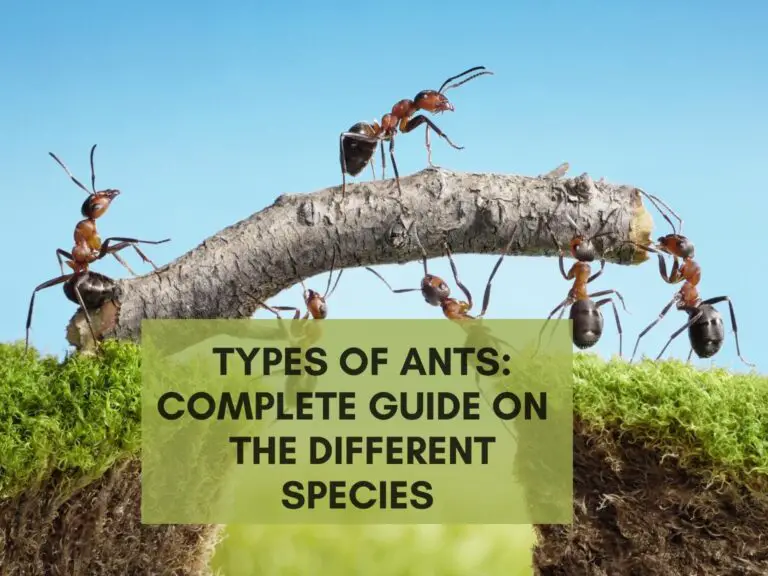 Types of Ants-Complete Guide On The Different Species - ihavebedbugs.com