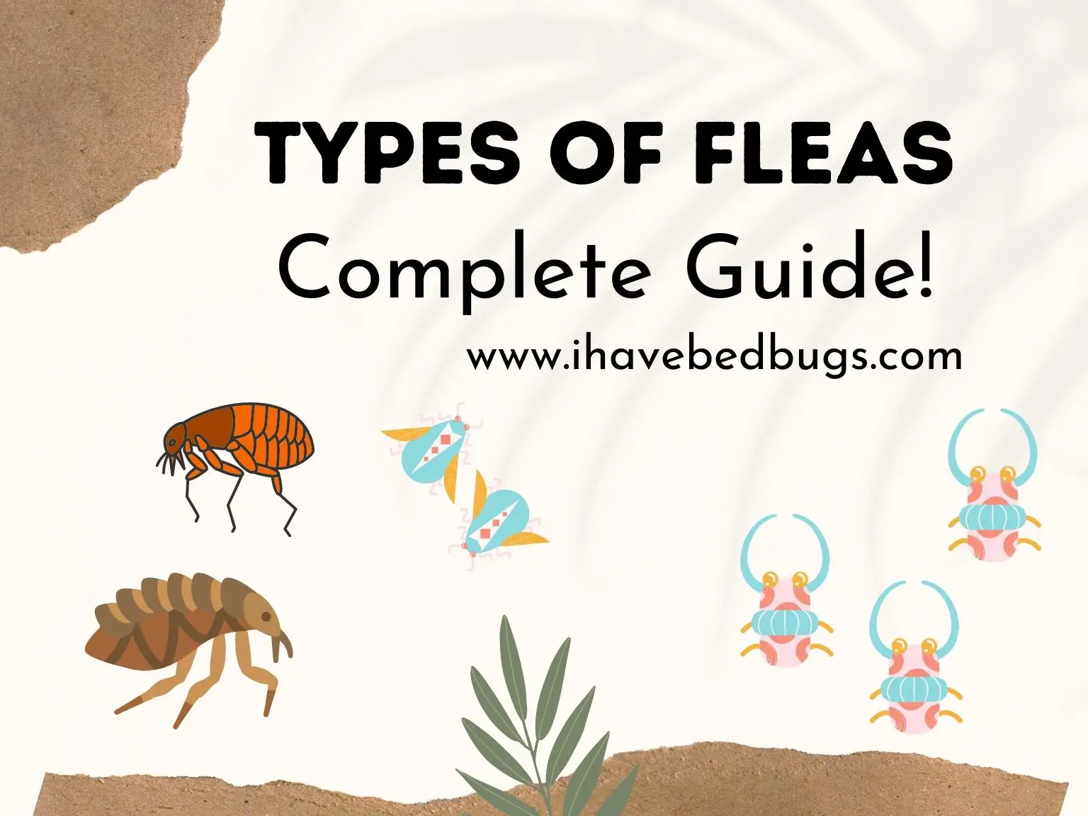 Types-of-Fleas