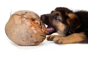 Benefits of Coconut Oil for Pets