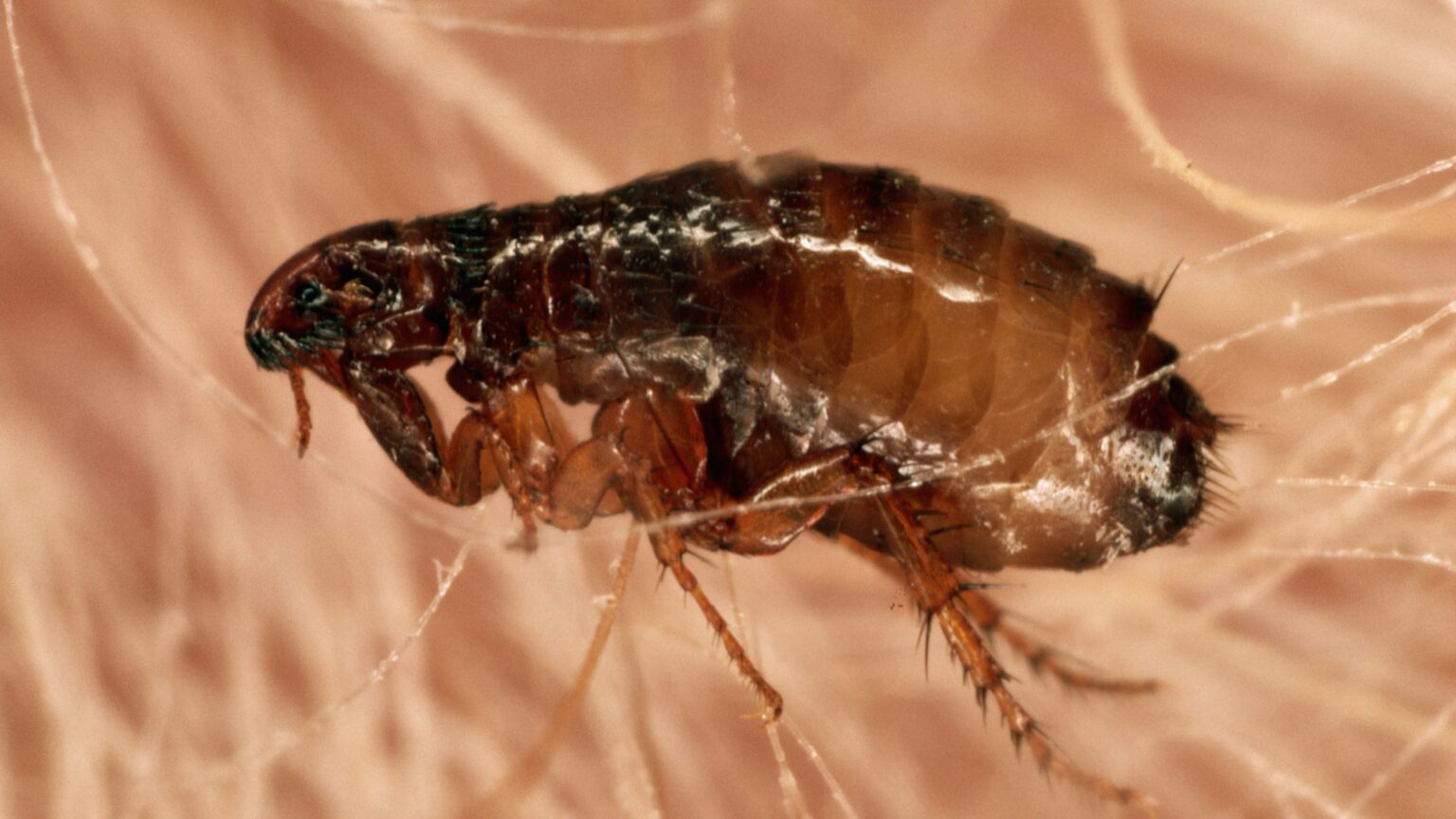 Can Fleas Fly? Know The Facts All You Need to Know