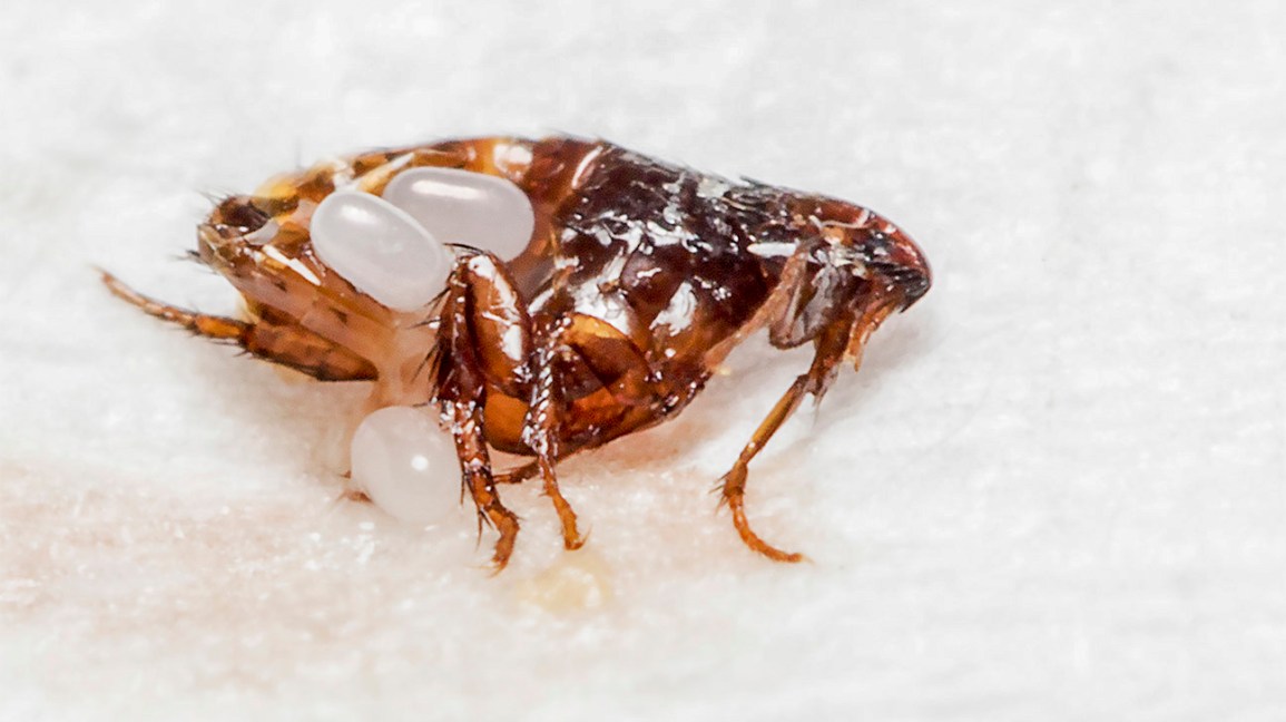 How Long Does It Take NexGard to Kill Fleas [Ultimate Guide]