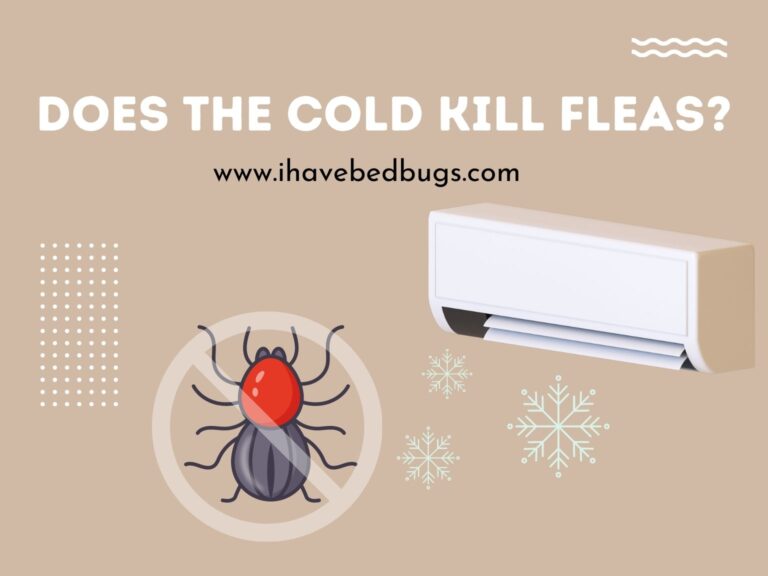 Does the Cold Kill Fleas? An Ultimate Guide