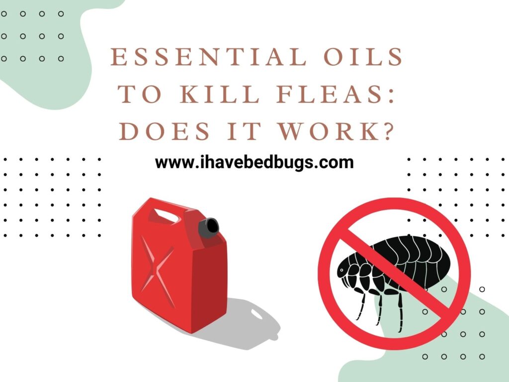 Essential Oils to Kill Fleas Does It Work? All You Need to Know