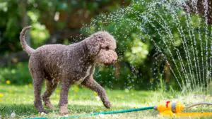 Freeing Your Pet Using Water