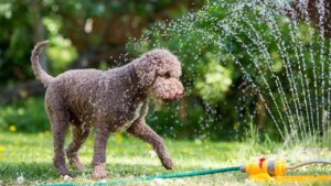 Freeing Your Pet Using Water