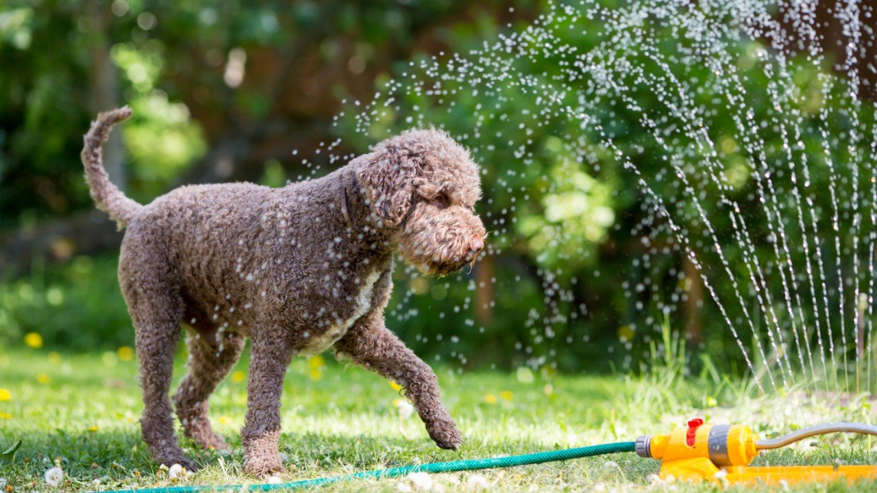 Does Water Kill Fleas Get the Facts [Ultimate Guide]