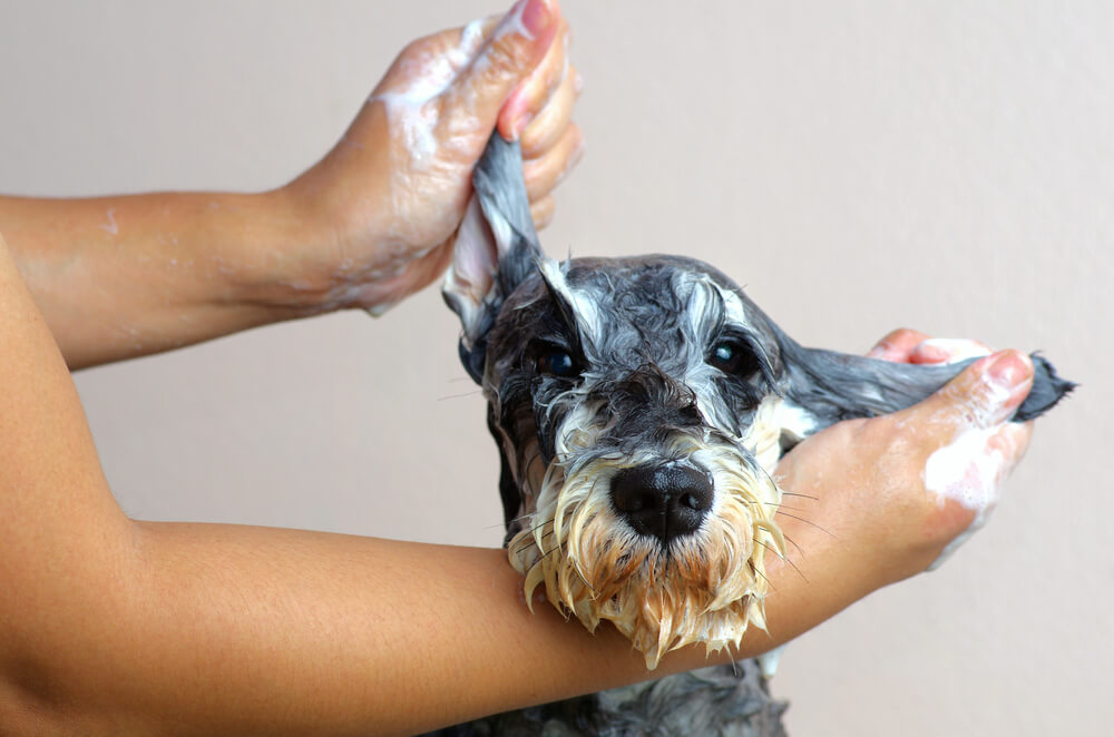 Does Shampoo Kill Fleas Everything Guide