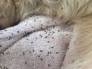 Identifying Fleas and Flea Infestation