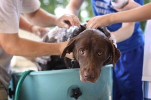 Is Dawn Dish Soap Safe for Your Pet’s Skin or Fur?