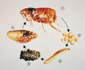 Knowing the Life Cycle of Fleas