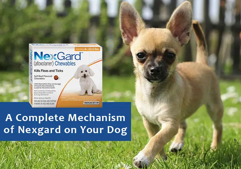 how-long-does-it-take-nexgard-to-kill-fleas-ultimate-guide