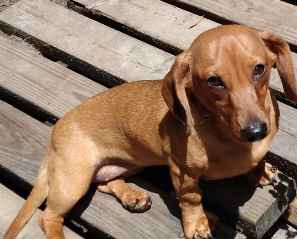 How Long Does It Take Nexgard To Take Effect