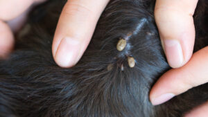 Signs of a Flea Infestation