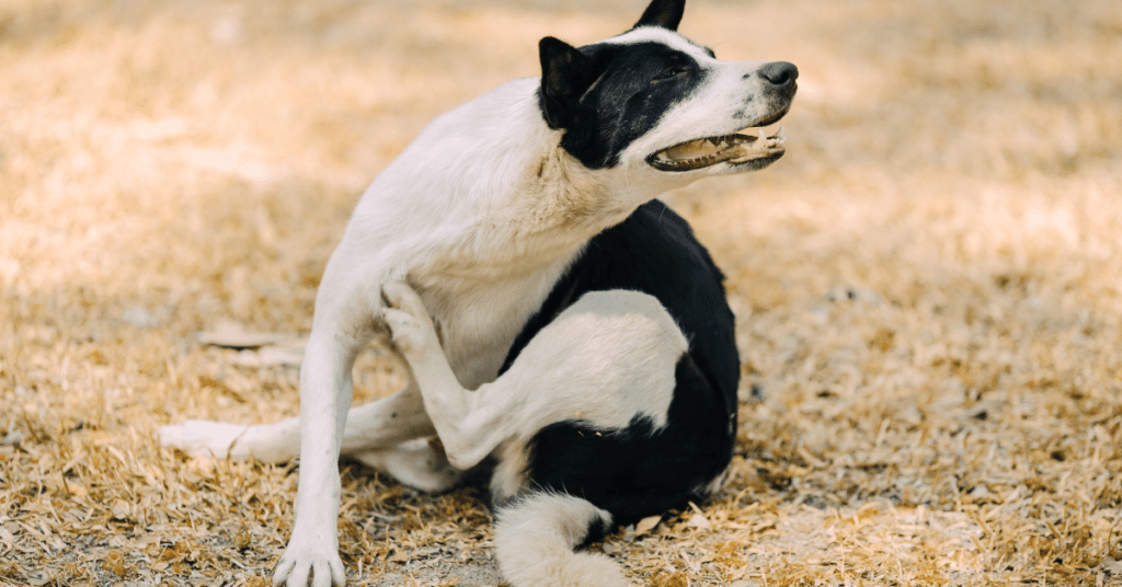 How Long Does It Take NexGard to Kill Fleas [Ultimate Guide]