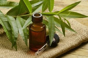 What Is Tea Tree Oil?