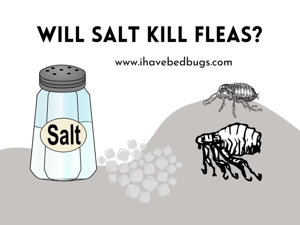 Will Salt Kill Fleas All You Need to Know