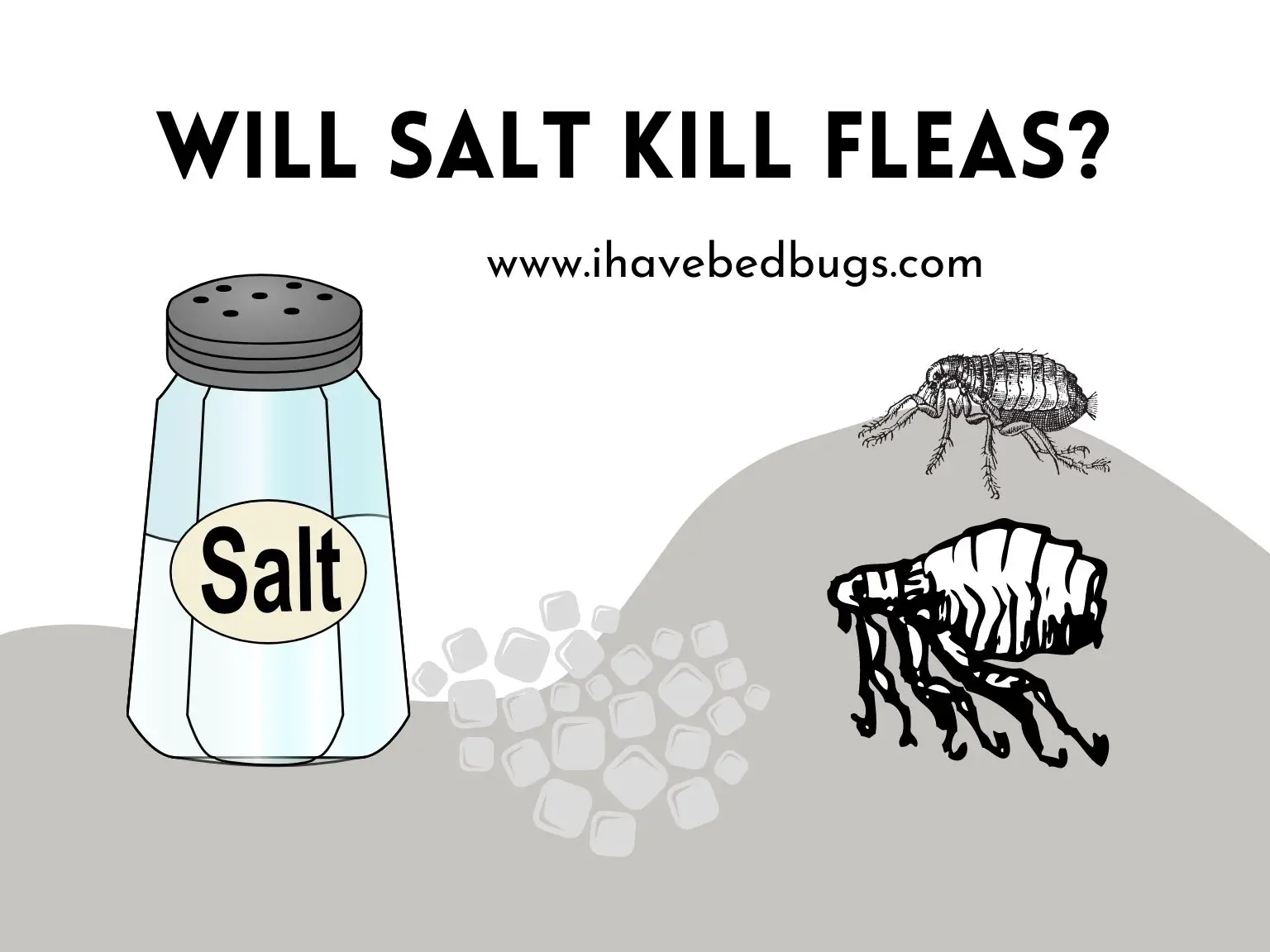 Will Salt Kill Fleas
