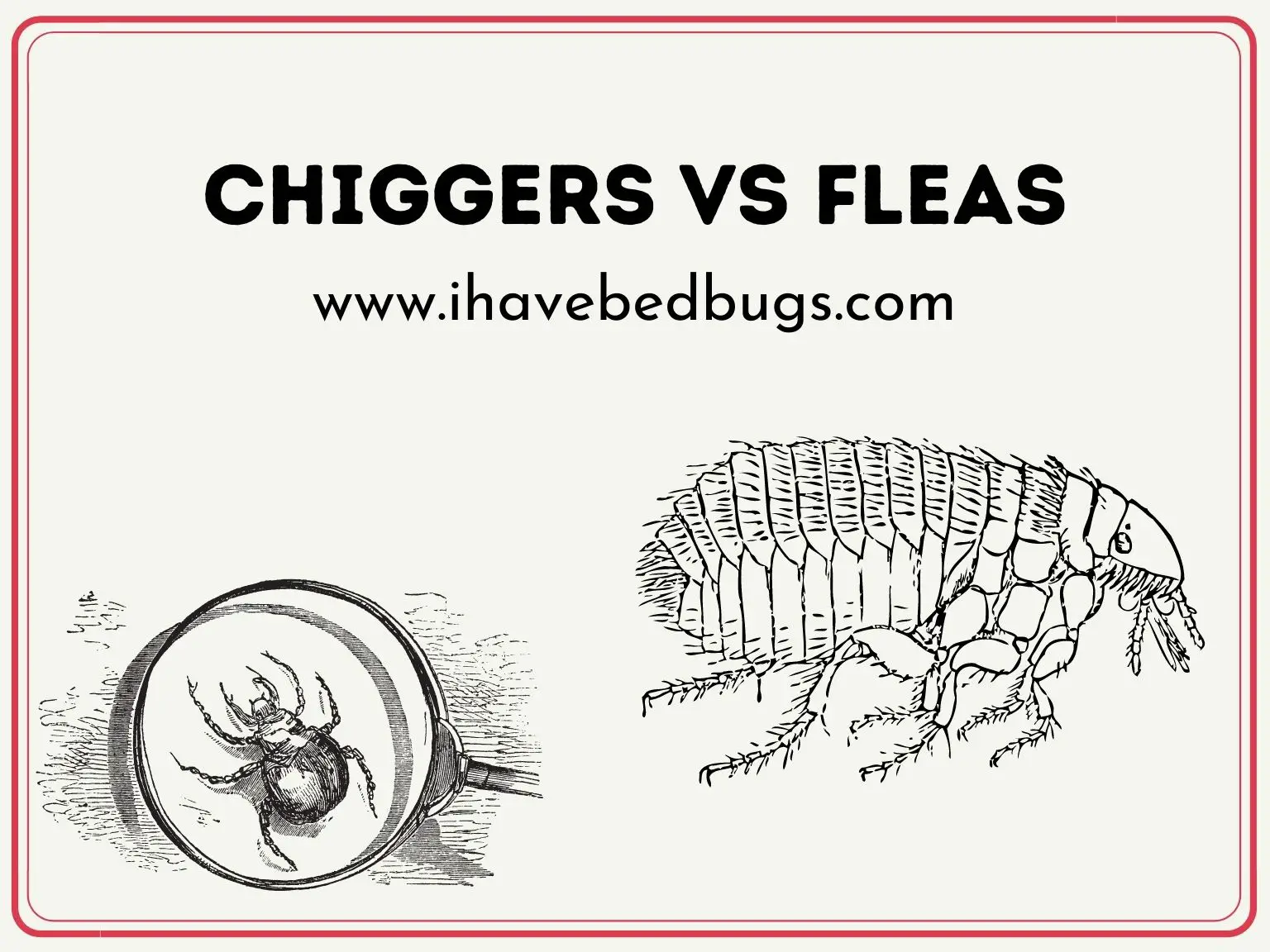 chiggers-vs-fleas