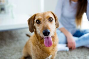 Are Borax and Boric Acid Bad for Pets?