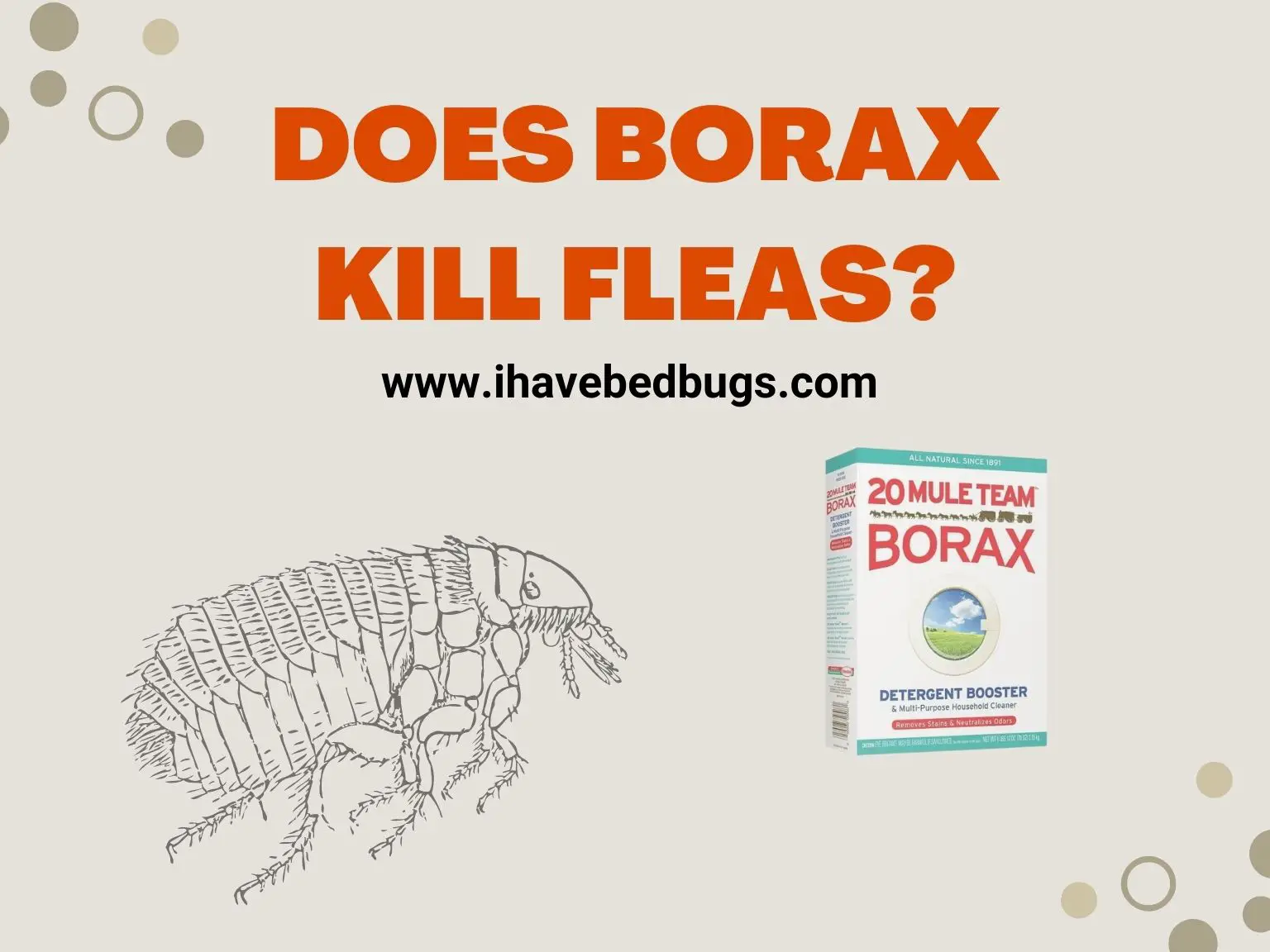 Does Borax Kill Fleas_