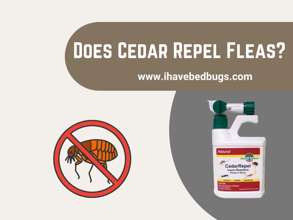 Does Cedar Repel Fleas (All You Need to Know)