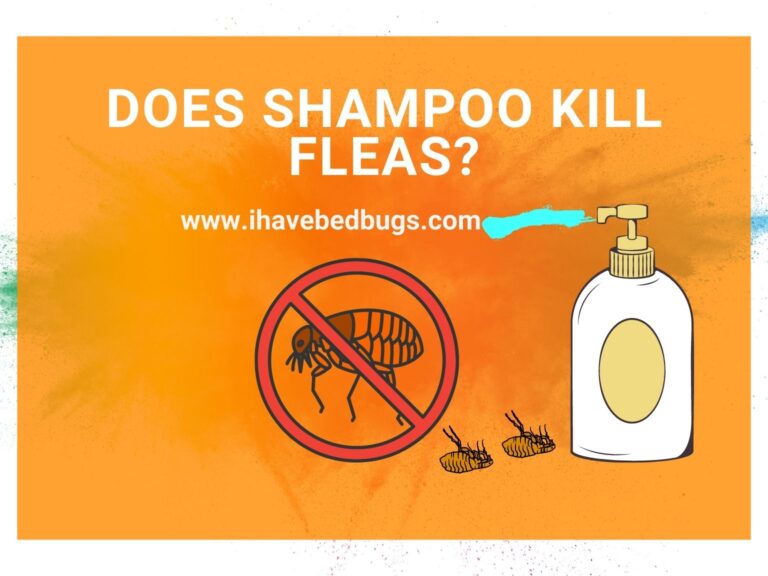 Does Shampoo Kill Fleas Everything Guide