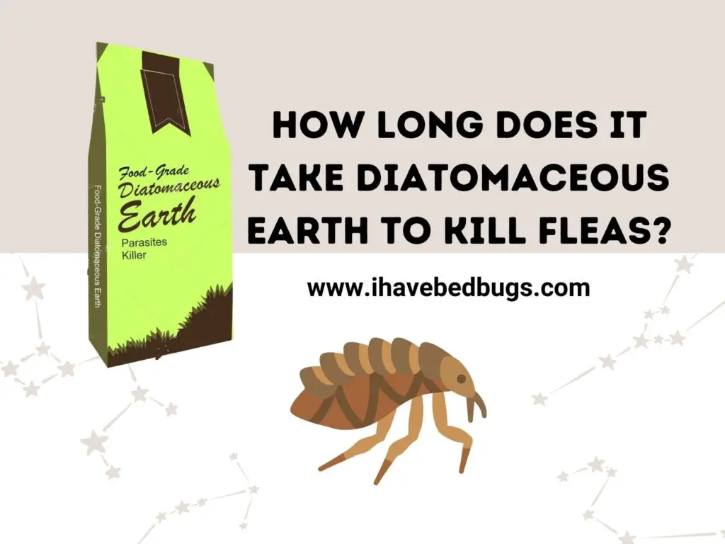 Using Diatomaceous Earth In Home