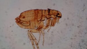 Is Diatomaceous Earth Damaging to All Stages of the Flea Life Cycle?