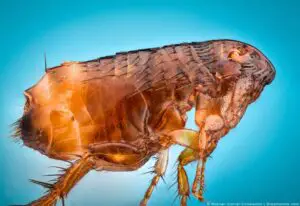 Ways to Use Cedar in Killing Fleas