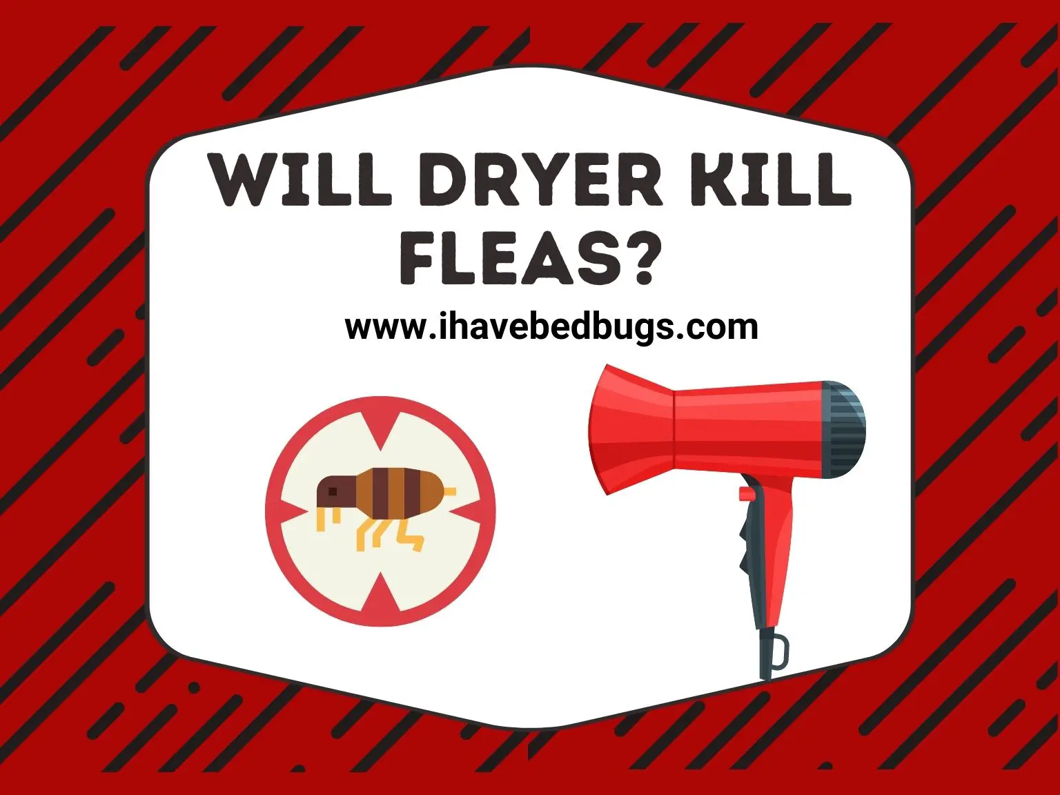 Will Dryer Kill Fleas