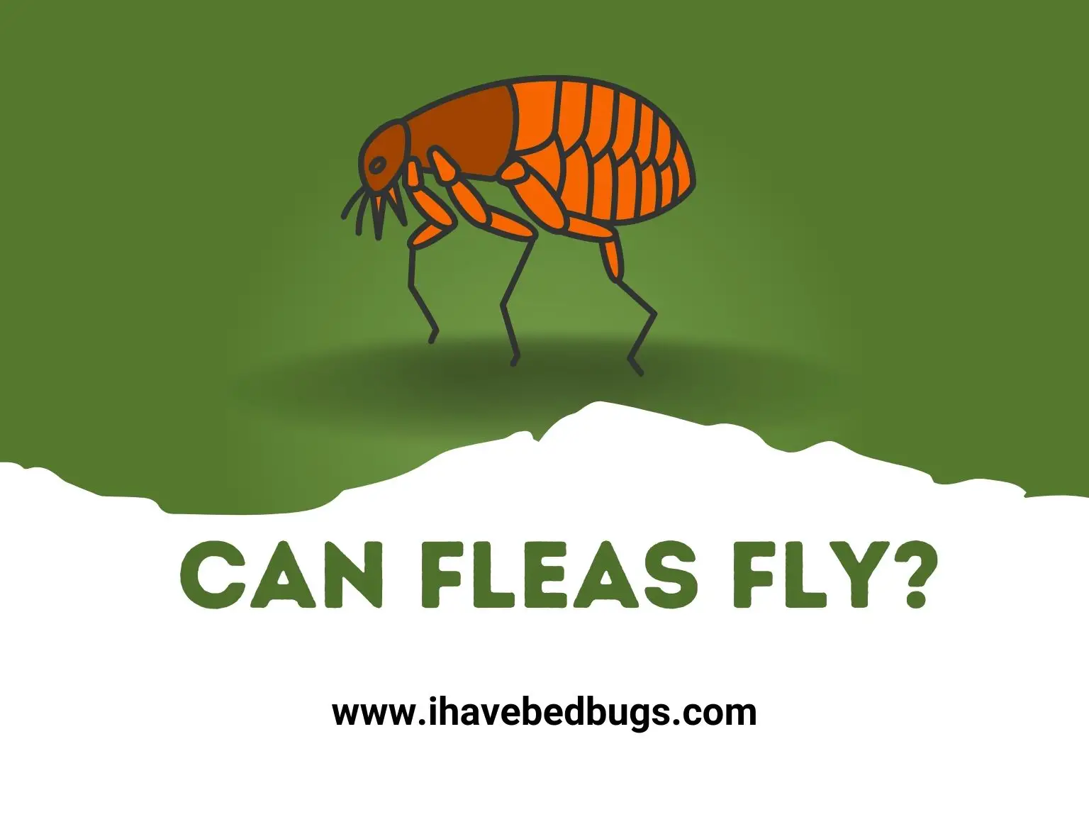 can fleas fly