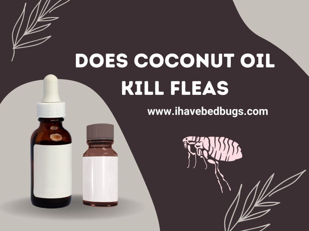 Does Coconut Oil Kill Fleas? Get the Facts Simple Guide