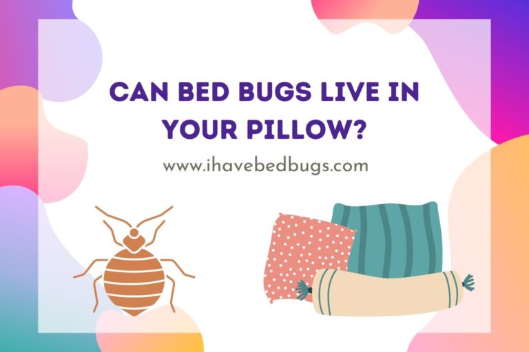 Can Bed Bugs Live in Your Pillow? - ihavebedbugs.com