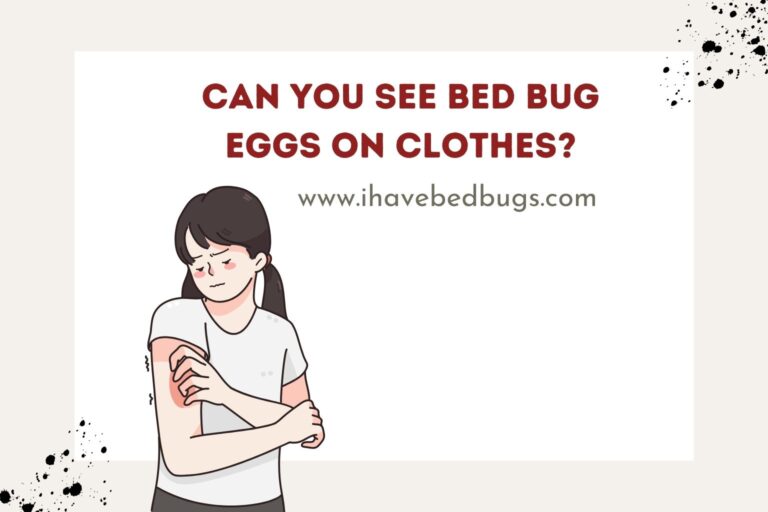 Can You See Bed Bug Eggs on Clothes?