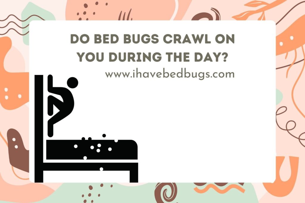 Do Bed Bugs Crawl On You During The Daytime?