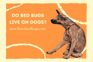 Do Bed Bugs Live on Dogs? - ihavebedbugs.com