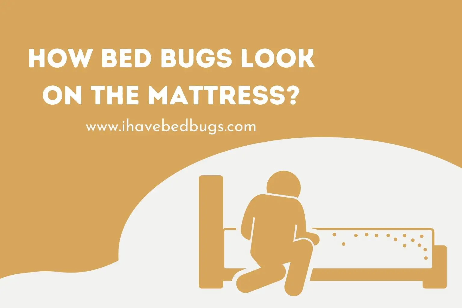 How bed bugs look on the mattress