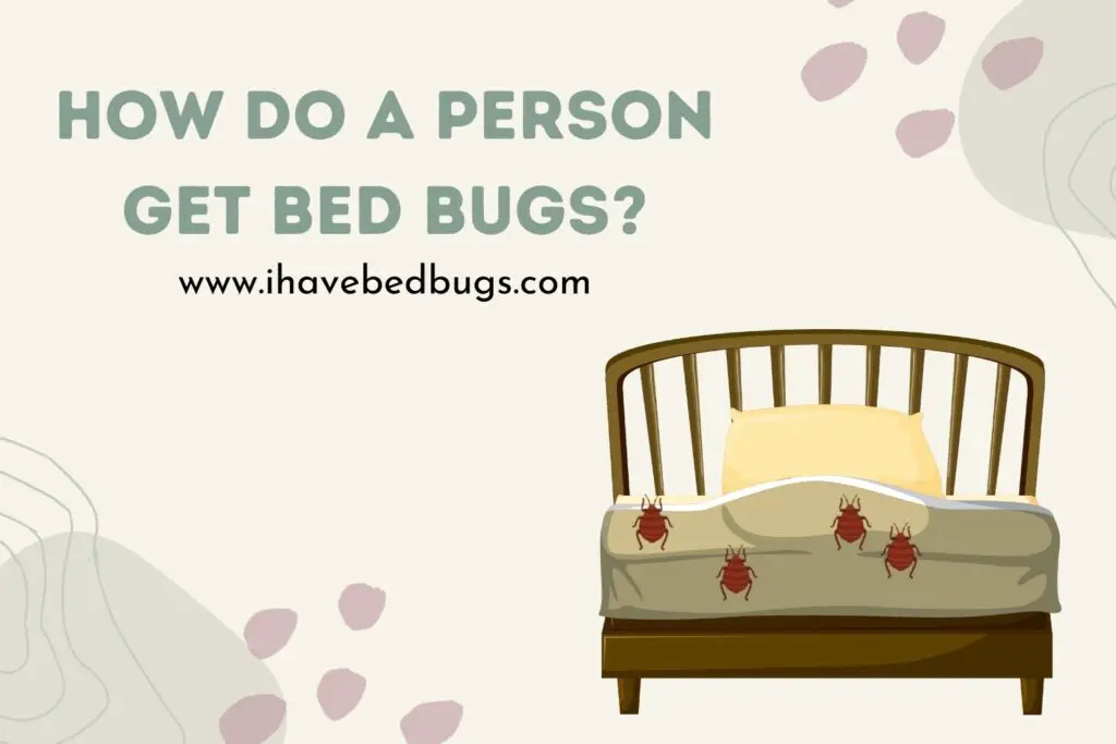 How Does A Person Get Bed Bugs? - Ihavebedbugs.com