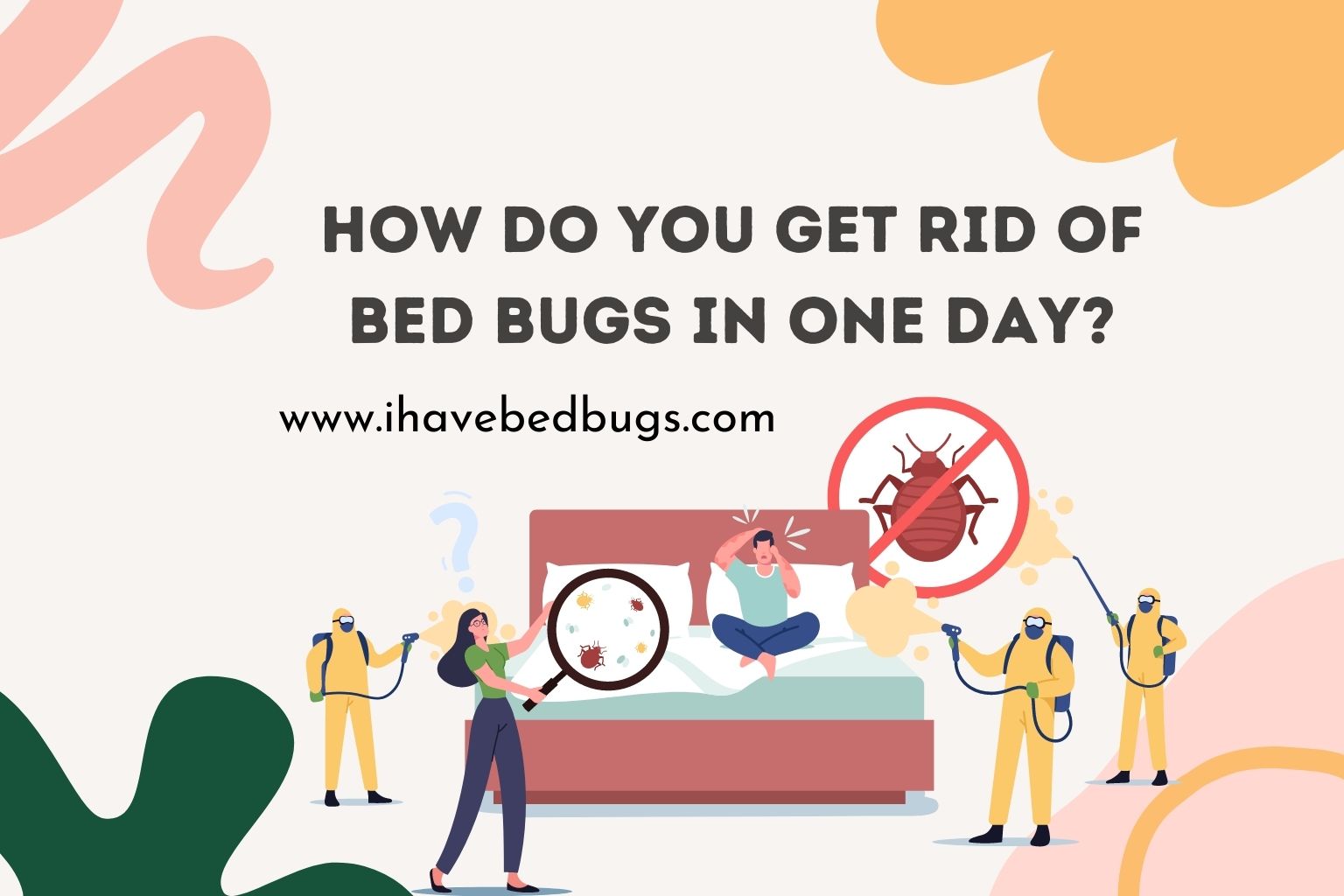 How do you get rid of bed bugs in one day