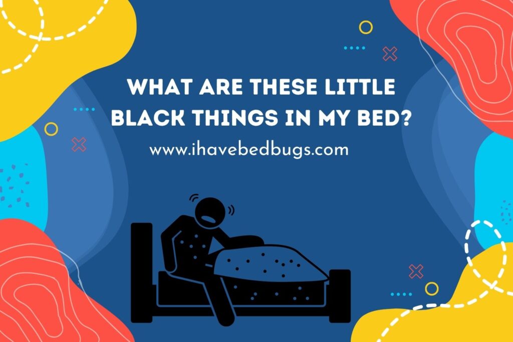 What Are These Little Black Things in My Bed?