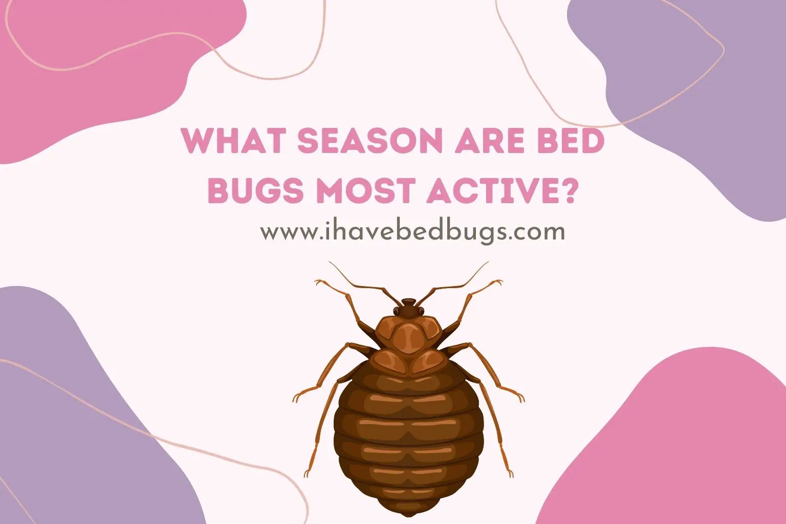What season are bed bugs most active