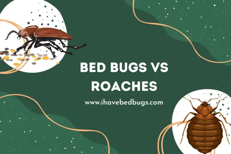 Bed Bugs Vs Roaches What S The Difference Ihavebedbugs Com   Bed Bugs Vs Roaches 768x512 